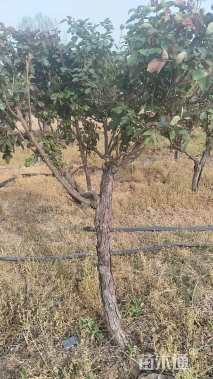 高度180厘米月季