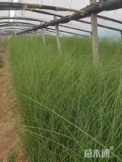 高度40厘米细叶芒