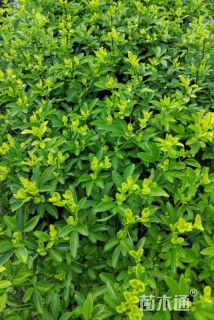 高度30厘米迎春花