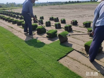 草卷状百慕大草