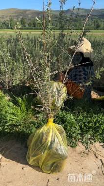 高度95厘米沙棘