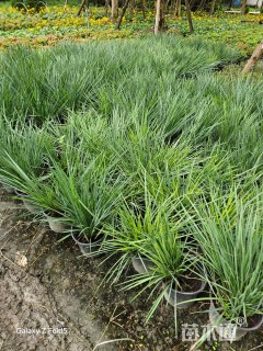 高度50厘米蓝荆子