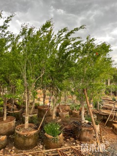 高度250厘米石榴