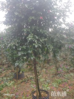 高度200厘米三角梅