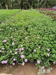 高度20厘米紫花马樱丹