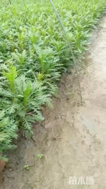 高度35厘米黄金菊