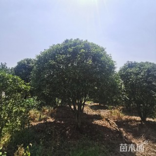高度4500厘米丛生桂花