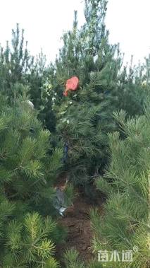 高度300厘米白皮松