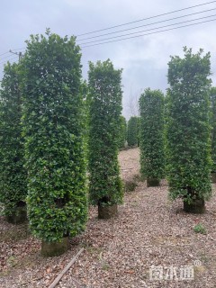 高度300厘米火山榕