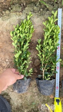 高度25厘米瓜子黄杨