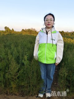 高度30厘米龙柏小苗