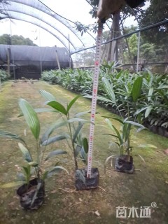 裸干高30厘米小叶棕竹