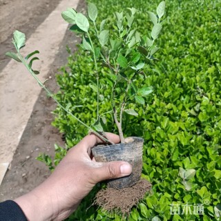 高度20厘米卫矛