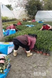 高度35厘米翠芦莉