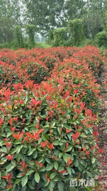 冠幅80厘米红叶石楠球