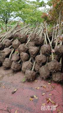 5公分高杆红叶石楠