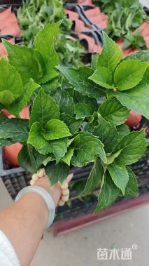 高度20厘米八仙花