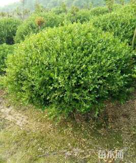 冠幅120厘米瓜子黄杨球