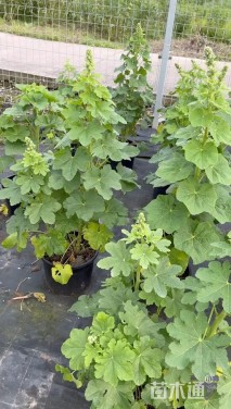 高度50厘米蜀葵