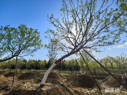 18公分造型元宝枫