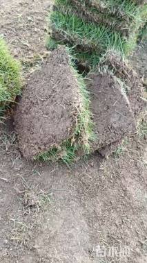 草块状马尼拉草