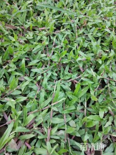 A-精品大叶油草