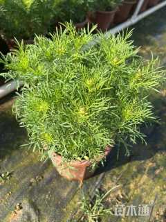 高度20厘米波斯菊