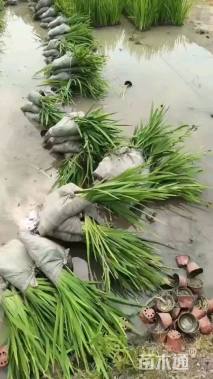 高度30厘米水生鸢尾