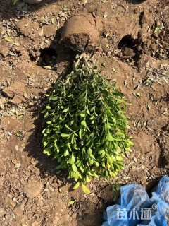 高度60厘米小叶黄杨