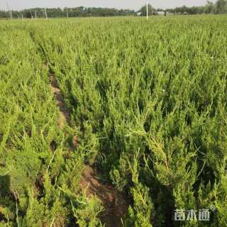 高度45厘米龙柏