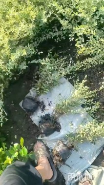 高度40厘米金姬小蜡