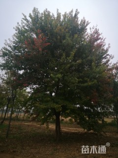 30公分色木槭