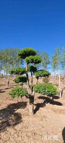 12公分造型卫矛