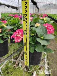 高度30厘米绣球