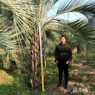 裸干高250厘米布迪椰子