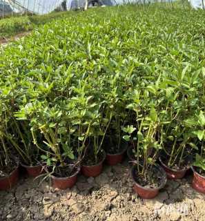 高度25厘米天蓝鼠尾草