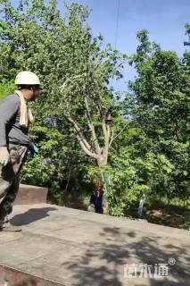 20公分高杆樱花