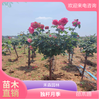4公分独杆月季