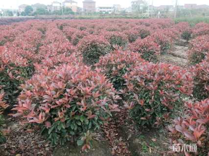 冠幅150厘米红叶石楠球