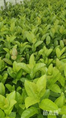 高度30厘米荚迷