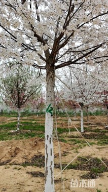 8公分染井吉野樱