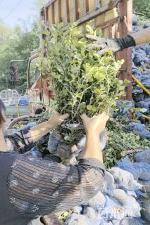 高度50厘米卫矛