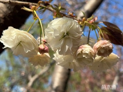 8公分普贤象樱花