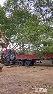 60公分(5杆)丛生朴树