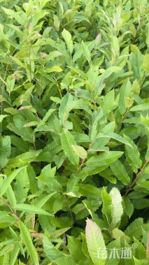 高度70厘米板栗