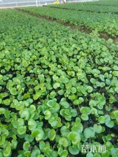 高度20厘米大吴风草