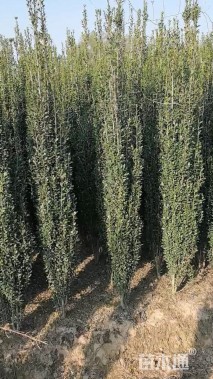 高度170厘米直立冬青