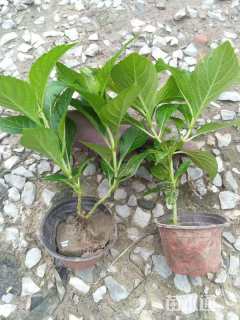 高度25厘米八仙花