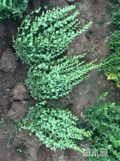 高度70厘米卫矛