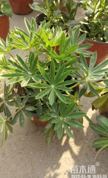 高度15厘米羽扇豆